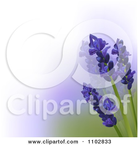 Clipart 3d Lavender Flowers Over White Purple And Green Gradient - Royalty Free Vector Illustration by elaineitalia