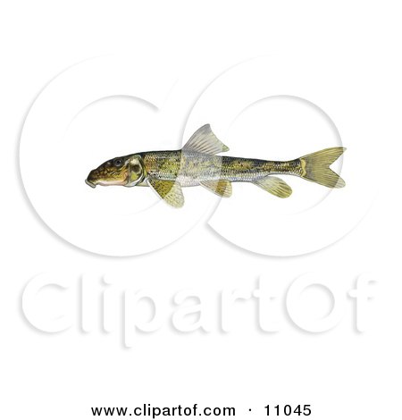 Clipart Illustration of a Northern Hogsucker Fish (Hypentelium nigricans) by JVPD