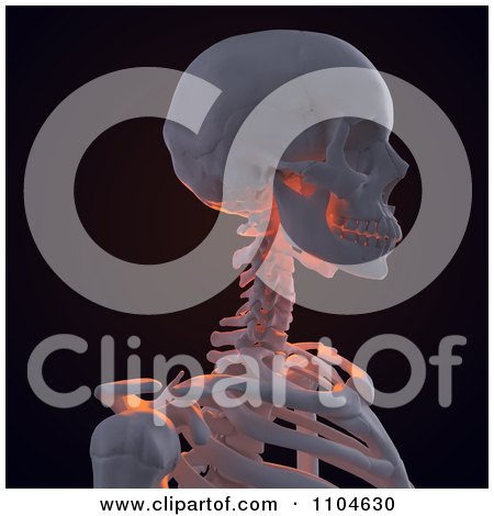 Clipart 3d Human Skeleton Featuring The Shoulder Neck And Skull - Royalty Free CGI Illustration by Mopic
