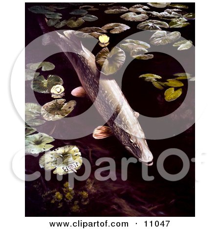 Clipart Illustration of a Northern Pike Fish Swimming by Lilypads by JVPD