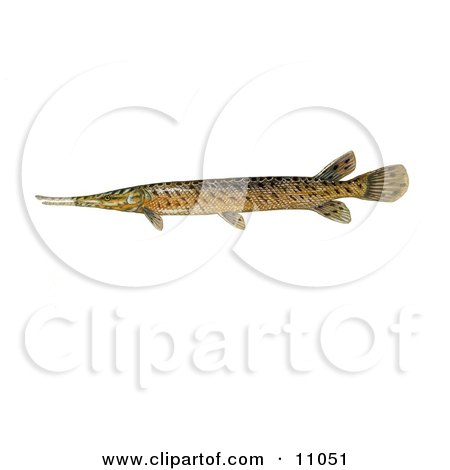 Clipart Illustration of a Spotted Gar fish (Lepisosteus oculatus) by JVPD