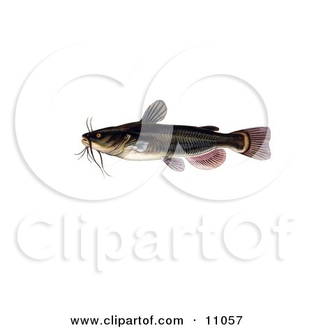 Clipart Illustration of a Black Bullhead Catfish (Amereiurus melas) by JVPD