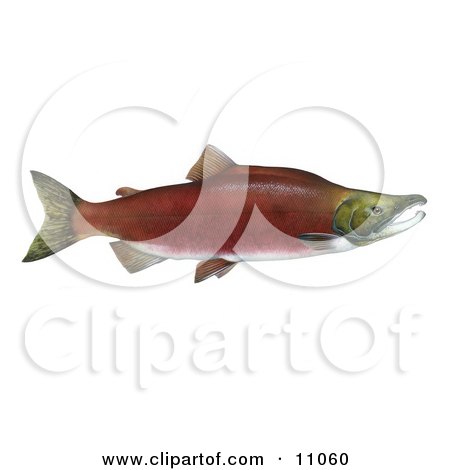 Clipart Illustration of a Sockeye Salmon Fish (Oncorhynchus nerka) by JVPD