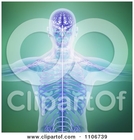 Clipart The Central Nervous System Visible In A Human Body - Royalty Free CGI Illustration by Mopic