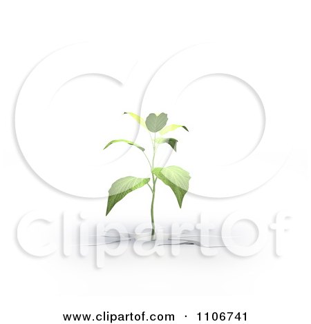 Clipart 3d Seedling Plant Growing From A Fissure - Royalty Free CGI Illustration by Mopic