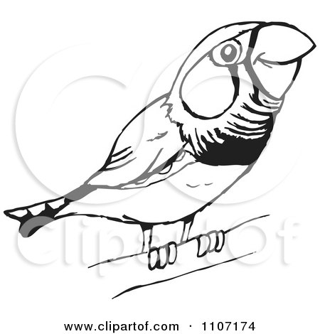 Clipart Cute Black And White Perched Zebra Finch - Royalty Free Vector Illustration by Dennis Holmes Designs