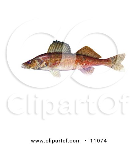 Clipart Illustration of a Walleye Fish (Stizostedion canadense) by JVPD