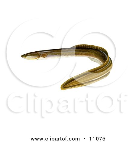 Clipart Illustration of an American Eel (Anguilla rostrata) by JVPD