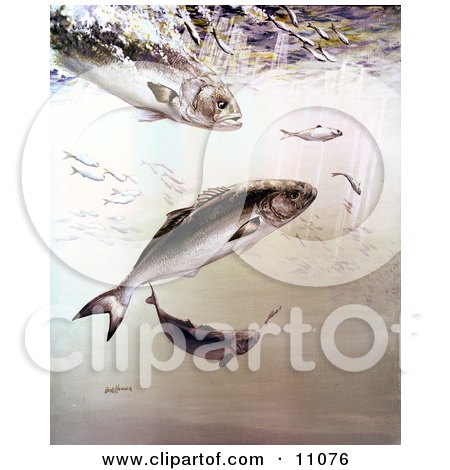 Clipart Illustration of Bluefish Chasing and Feeding Off of Smaller Fish by JVPD