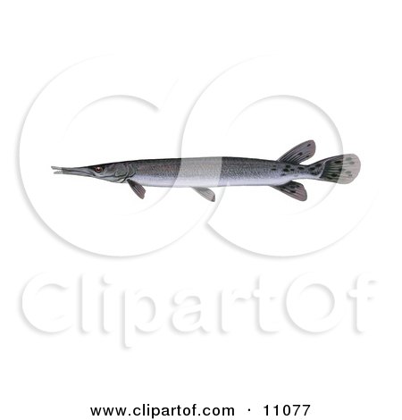 Clipart Illustration of a Shortnose Gar Fish (Lepisosteus platostomus) by JVPD