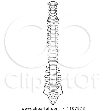Clipart Black And White Human Spine 1 - Royalty Free Vector Illustration by Lal Perera