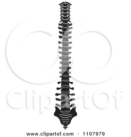 Clipart Black And White Human Spine 2 - Royalty Free Vector Illustration by Lal Perera