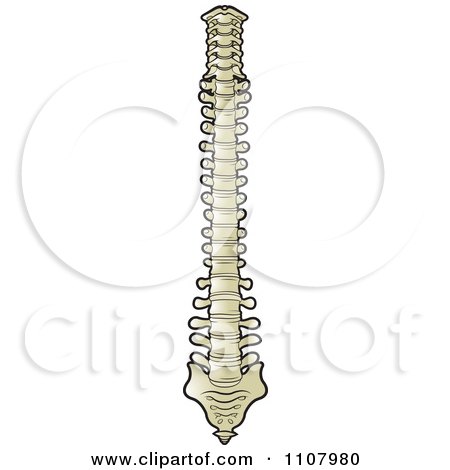 Clipart Human Spine - Royalty Free Vector Illustration by Lal Perera