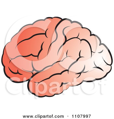 Clipart Pink Human Brain - Royalty Free Vector Illustration by Lal Perera