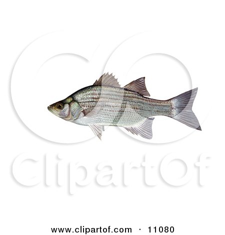 Clipart Illustration of a White or Sand Bass Fish (Morone chrysops) by JVPD