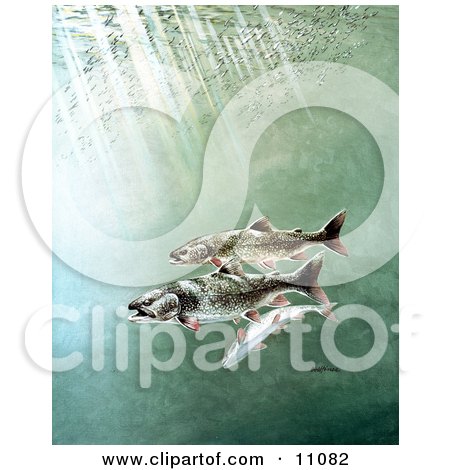 Clipart Illustration of Lake Trout Swimming Underwater by JVPD