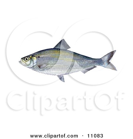 Clipart Illustration of an Alewife Shad Fish (Alosa pseudoharengus) by JVPD