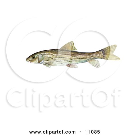 Clipart Illustration of a Spotted Sucker Fish (Minytrema melanops) by JVPD