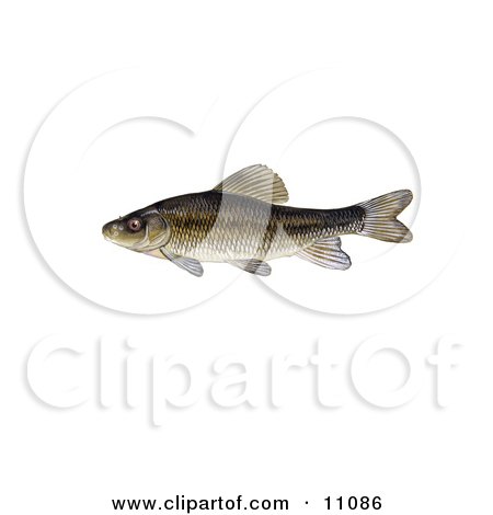 Clipart Illustration of a Creek Chubsucker Fish (Erimyzon oblongus) by JVPD