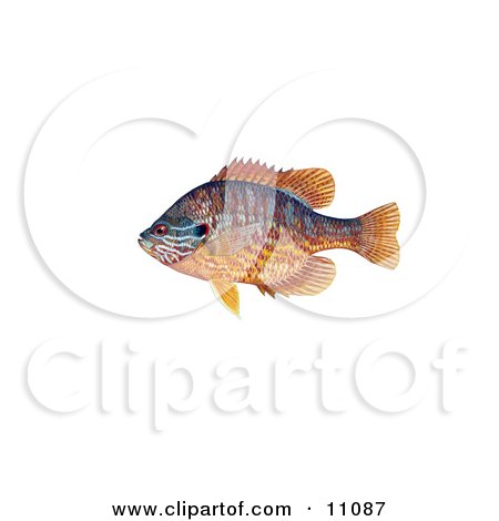 Clipart Illustration of a Pumpkinseed Fish (Lepomis gibbosus) by JVPD