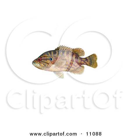 Clipart Illustration of a Warmouth Fish (Lepomis gulosus) by JVPD