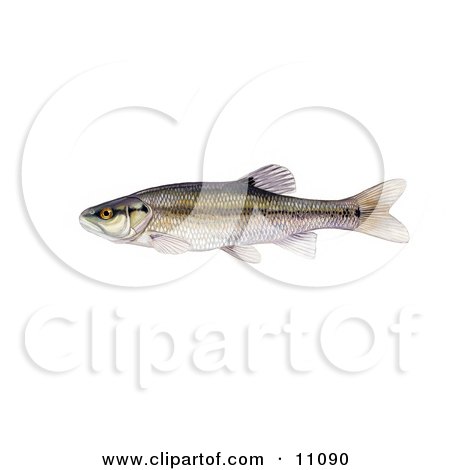 Clipart Illustration of a Creek Chub Minnow Fish (Semotilus atromaculatus) by JVPD