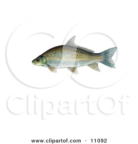 Clipart Illustration of a Smallmouth Buffalo Fish (Ictiobus bubalus) by JVPD