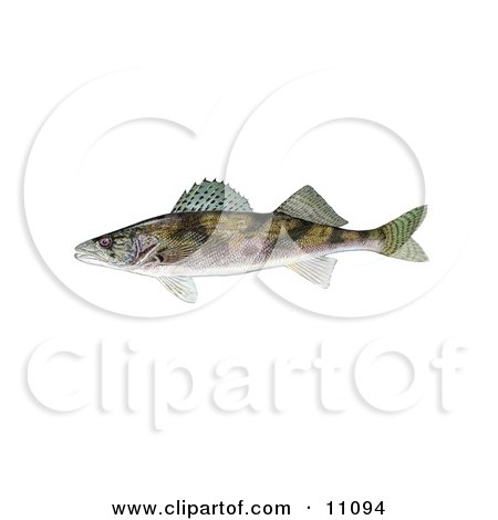 Clipart Illustration of a Sauger Fish (Stizostedion canadense) by JVPD