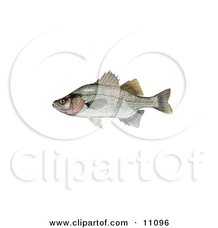 Clipart Illustration of a White Perch (Morone chrysops) by JVPD