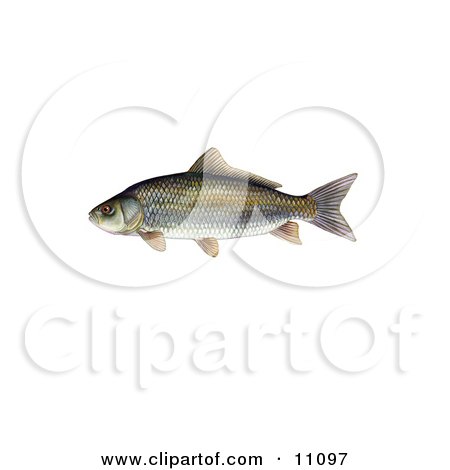 Clipart Illustration of a Bigmouth Buffalo Fish (Ictiobus cyprinellus) by JVPD