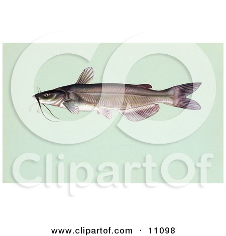 Clipart Illustration of a Channel Catfish (Ictalurus punctalus) by JVPD