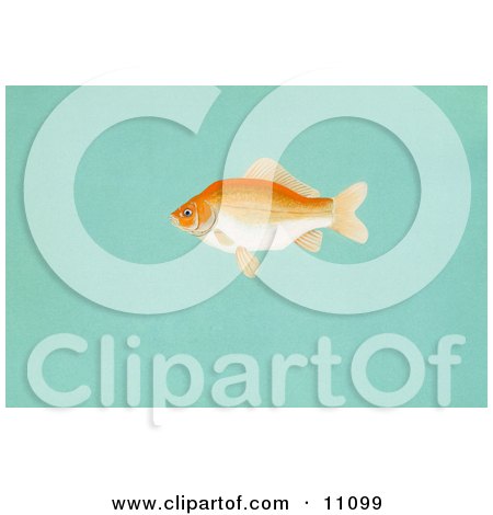 Clipart Illustration of a Goldfish (Carassius auratus) by JVPD