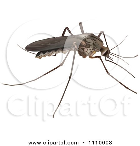 Clipart Brown Skeeter Mosquito - Royalty Free Vector Illustration by dero