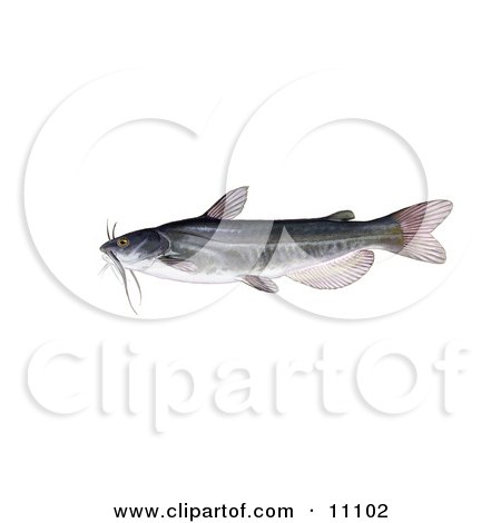Clipart Illustration of a White Catfish (Amereiurus catus) by JVPD