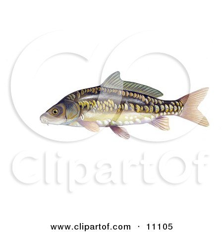 Clipart Illustration of a Mirror Carp Fish (Cyprinus carpio) by JVPD