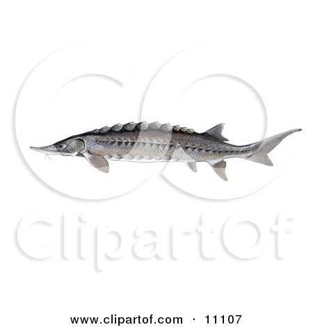 Clipart Illustration of an Atlantic Sturgeon Fish (Acipenser oxyrhynchus) by JVPD