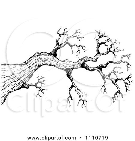Clipart Black And White Sketched Bare Tree Branch - Royalty Free Vector Illustration by visekart
