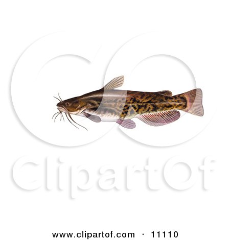 Clipart Illustration of a Brown Bullhead Catfish (Ameiurus nebulosus) by JVPD