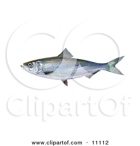 Clipart Illustration of a Skipjack Herring Fish (Alosa chrysochloris) by JVPD