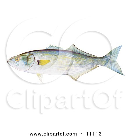 Clipart Illustration of a Bluefish (Pomatomous saltator) by JVPD