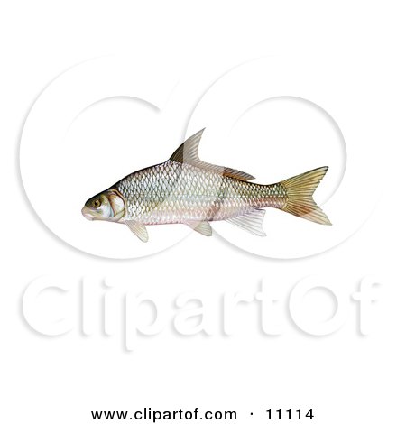 Clipart Illustration of a River Carpsucker Fish (Carpoides carpio) by JVPD