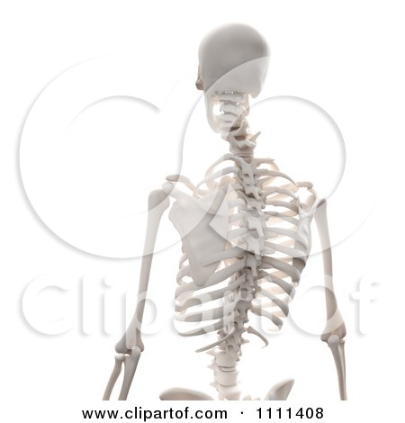 Clipart 3d Human Skeleton Featuring The Spine - Royalty Free CGI Illustration by Mopic
