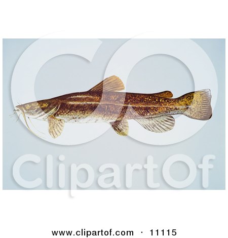 Clipart Illustration of a Flathead Catfish (Pylodictis olivaris) by JVPD