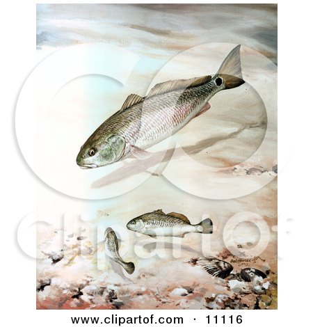 Clipart Illustration of Channel Bass Fish Swimming by JVPD