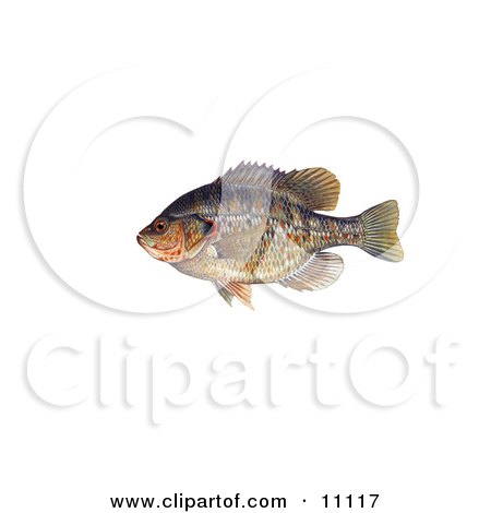 Clipart Illustration of a Redear Sunfish (Lepomis microlophus) by JVPD