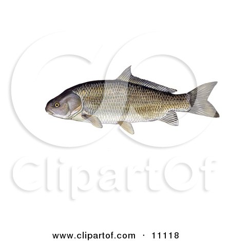 Clipart Illustration of a Black Buffalo Fish (Ictiobus niger) by JVPD