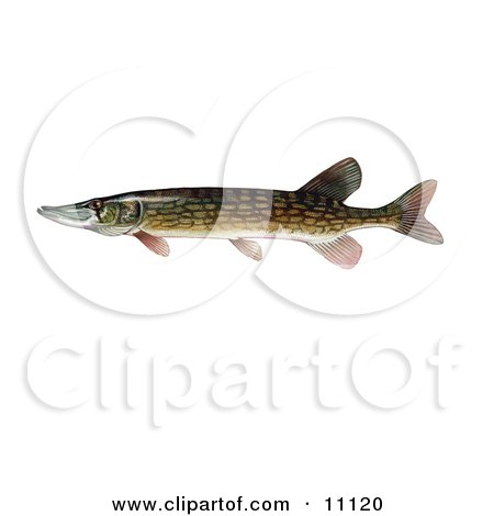 Clipart Illustration of a Chain Pickeral Fish (Esox niger) by JVPD