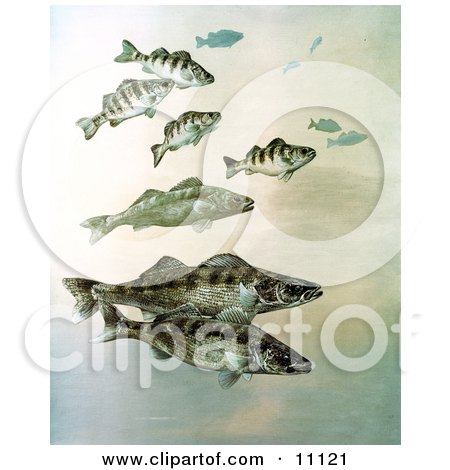 Clipart Illustration of Walleye, Yellow Perch and Pike Fish Swimming Together by JVPD