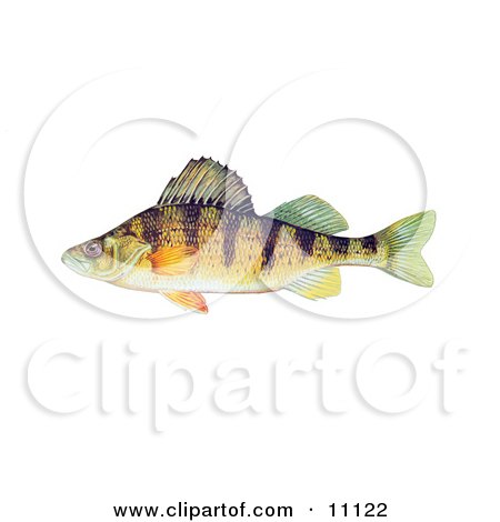 Clipart Illustration of a Yellow Perch Fish (Perca flavescens) by JVPD