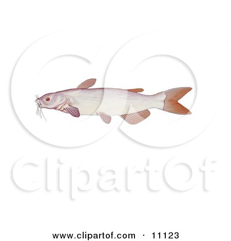 Clipart Illustration of an Albino Channel Catfish (Ictalurus punctatus) by JVPD
